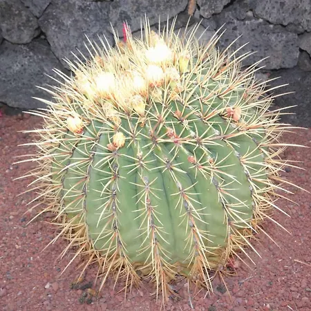 Willa Lanzarote