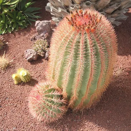 Willa Lanzarote