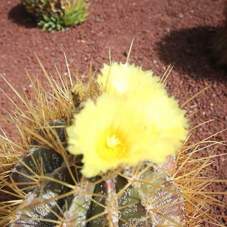 Vila Lanzarote