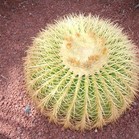 Lanzarote *
